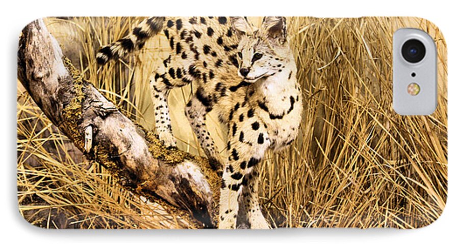 Serval iPhone 7 Case featuring the photograph Serval by Kristin Elmquist