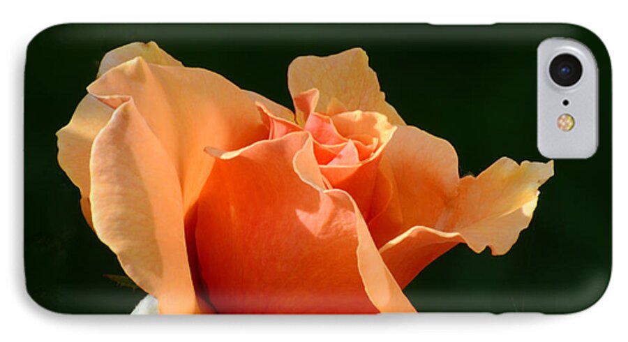 Rose iPhone 7 Case featuring the photograph Shades of the Sun by Debby Pueschel