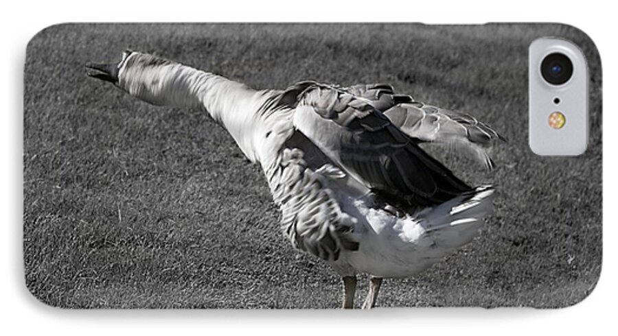 Goose iPhone 7 Case featuring the photograph Shake It Out by Phyllis Denton