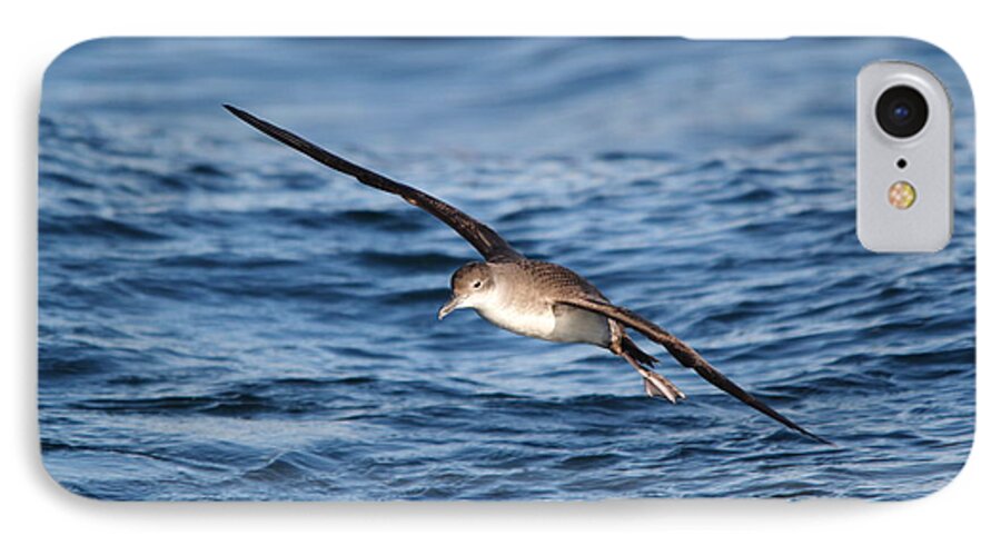 Shearwater iPhone 7 Case featuring the photograph Shearwater by Richard Patmore