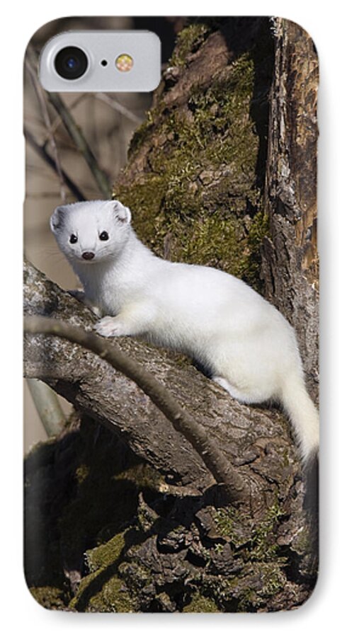 Mp iPhone 7 Case featuring the photograph Short-tailed Weasel Mustela Erminea by Konrad Wothe