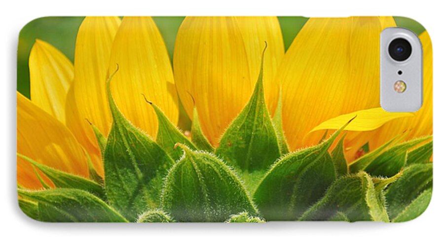 Sunflower iPhone 7 Case featuring the photograph Sister by Donna Shahan