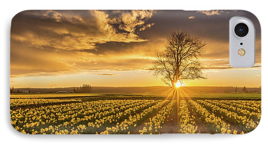 Daffodils iPhone 7 Case featuring the photograph Skagit Valley Daffodils Sunset by Mike Reid