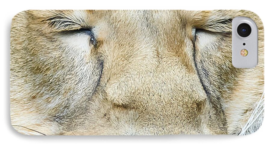 Bristol - Zoo iPhone 7 Case featuring the photograph Sleeping Lion by Colin Rayner