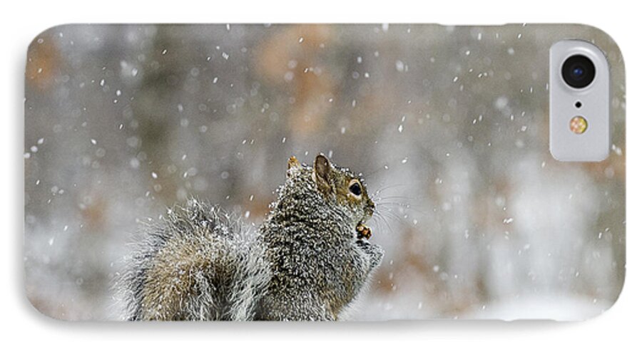 Snow Squirrel iPhone 7 Case featuring the photograph Snow Squirrel by Diane Giurco