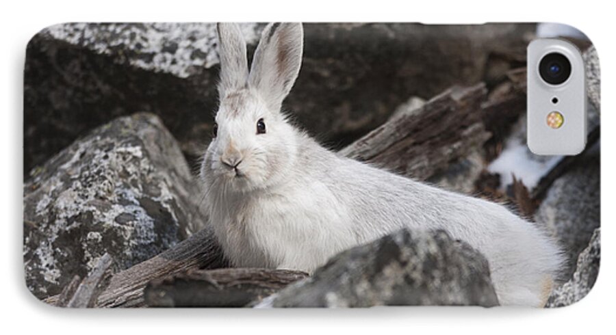 Rabbit iPhone 7 Case featuring the photograph Snowshoe by Douglas Kikendall