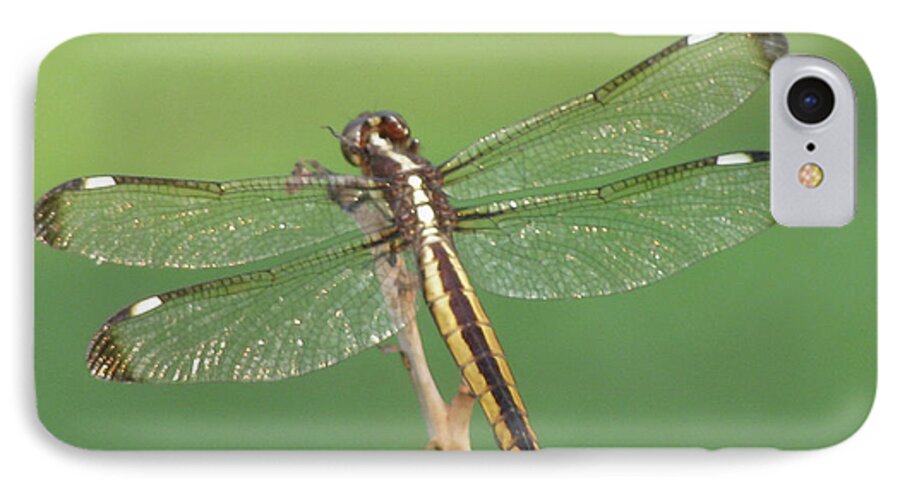 Insect iPhone 7 Case featuring the photograph Spangled Skimmer Dragonfly Female by Donna Brown