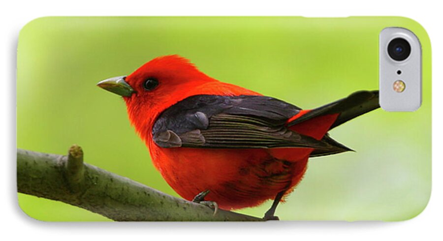 Scarlet Tanager iPhone 7 Case featuring the photograph Spring Flame - Scarlet Tanager by Bruce J Robinson