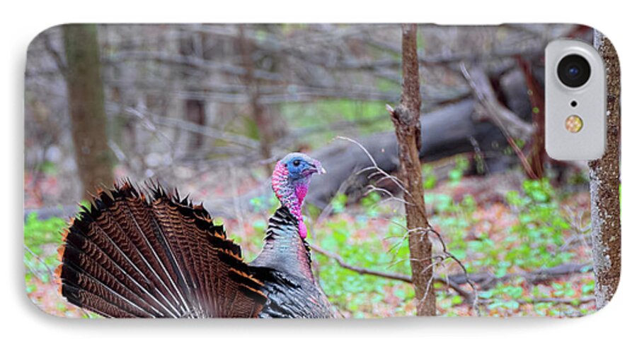 Square iPhone 7 Case featuring the photograph Spring Gobbler Square by Bill Wakeley