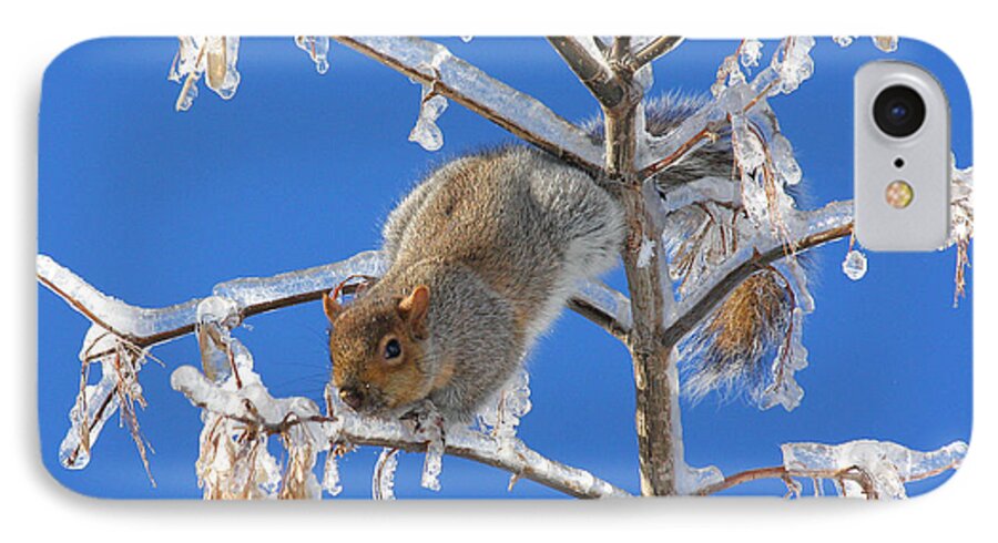 Squirrel iPhone 7 Case featuring the photograph Squirrel on icy branches by Doris Potter
