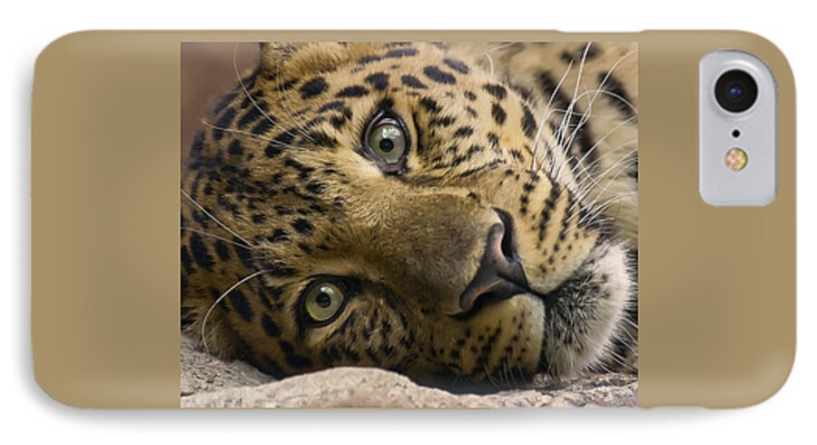 Leopard iPhone 7 Case featuring the photograph Stare Down by Cheri McEachin