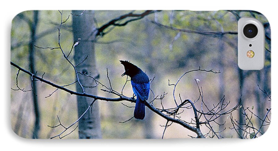 Stellar's Jay iPhone 7 Case featuring the photograph Stellar's Jay in an Aspen Forest by Buddy Mays