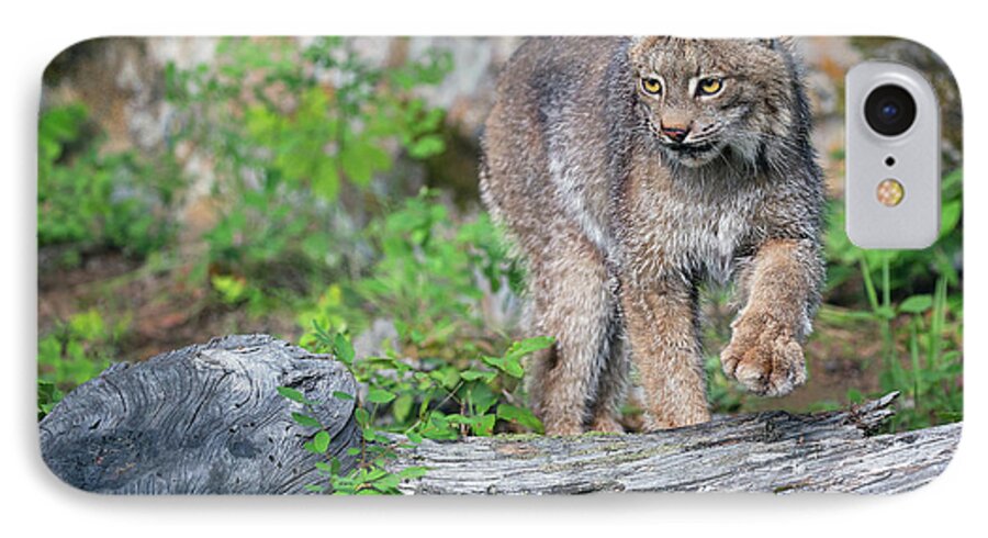 Canada Lynx iPhone 7 Case featuring the photograph Stepping Out by Art Cole