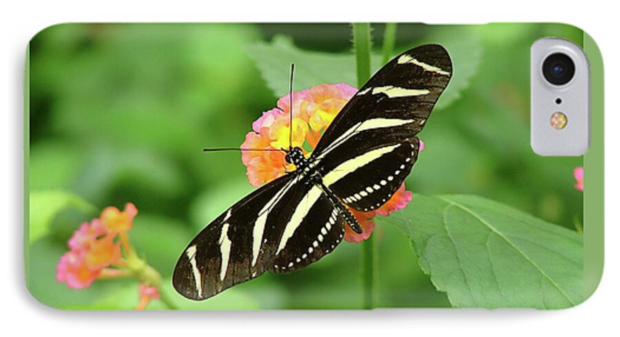 Butterflies iPhone 7 Case featuring the photograph Striped Butterfly by Wendy McKennon