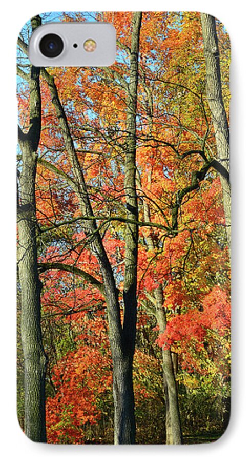 Illinois iPhone 7 Case featuring the photograph Sugar Maple Brilliance by Ray Mathis