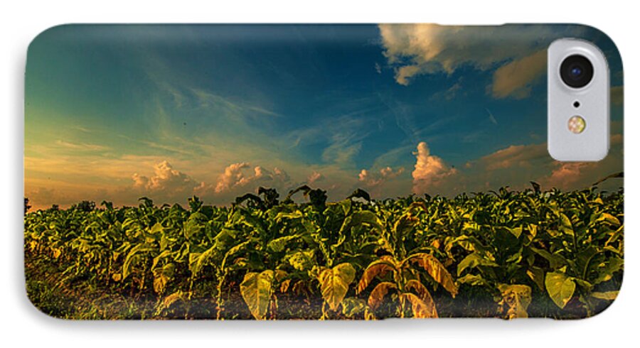 Summer Tobacco Framed Prints iPhone 7 Case featuring the photograph Summer Tobacco by John Harding