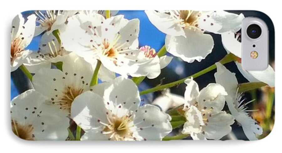 Garden iPhone 7 Case featuring the photograph #sun Drenched #tree #blossoms So Sweet by Shari Warren