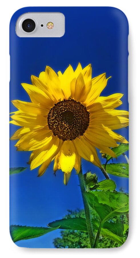 Sunflowers iPhone 7 Case featuring the photograph Maize 'N Blue by Amanda Smith