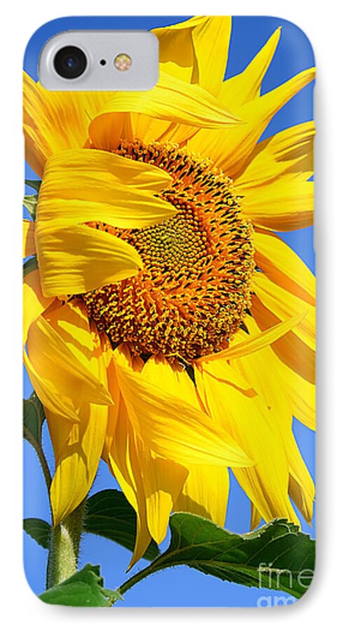 Agriculture iPhone 7 Case featuring the photograph Sunflower by Anna Om