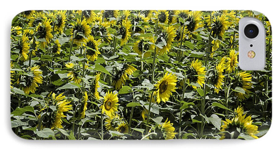 Sunflower iPhone 7 Case featuring the photograph Sunflower Patterns by Fran Gallogly