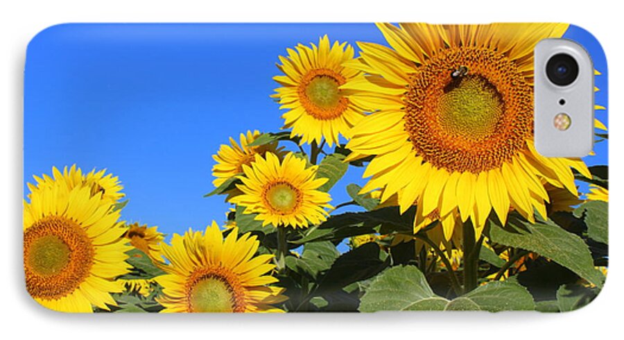 Sunflowers In Blue iPhone 7 Case featuring the photograph Sunflowers in Blue by Suzanne DeGeorge