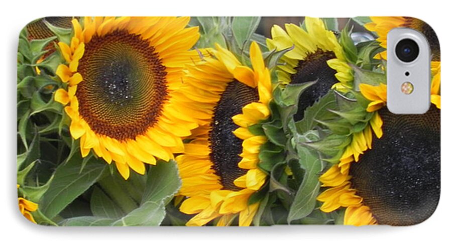 Photography iPhone 7 Case featuring the photograph Sunflowers two by Chrisann Ellis