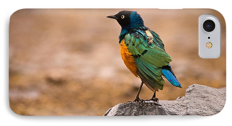 3scape Photos iPhone 7 Case featuring the photograph Superb Starling by Adam Romanowicz