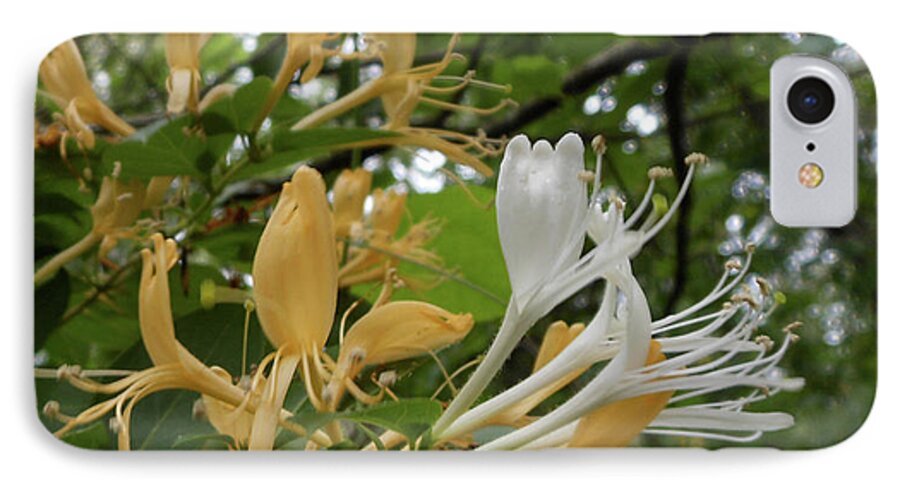 Honeysuckle Blossoms iPhone 7 Case featuring the photograph Sweet Honeysuckle Shrub by Kristin Aquariann
