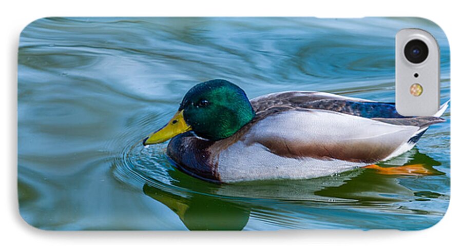 Duck iPhone 7 Case featuring the photograph Swimming Duck by Pamela Williams