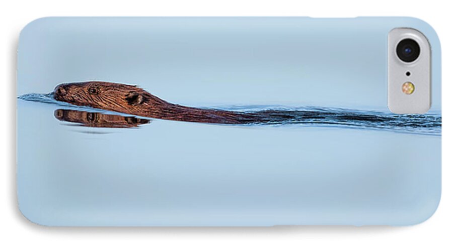 Beaver iPhone 7 Case featuring the photograph Swimming With the Beaver by Bill Wakeley
