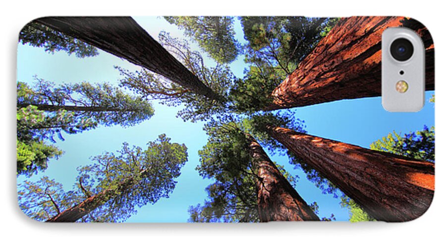 Redwoods iPhone 7 Case featuring the photograph The Bachelor and the Three Graces by Rick Berk