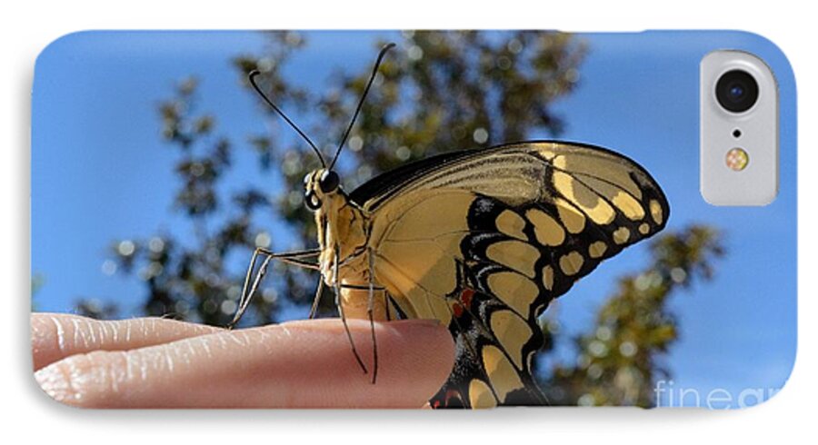 Butterfly iPhone 7 Case featuring the photograph The Glorious Swallowtail by Leah McPhail
