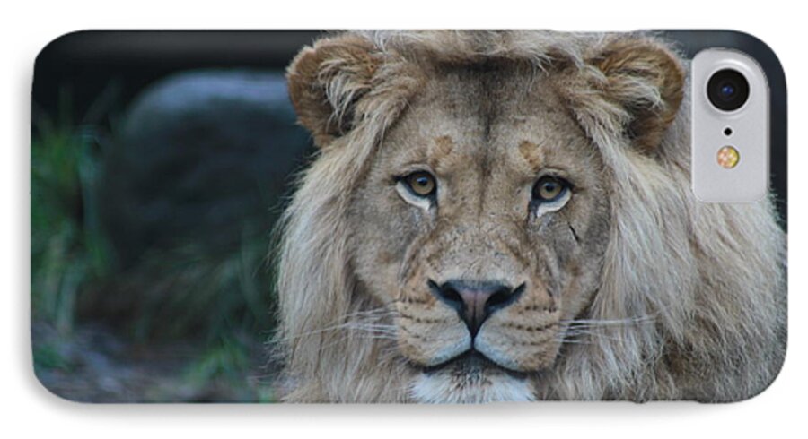 Lion iPhone 7 Case featuring the photograph The King by Laddie Halupa