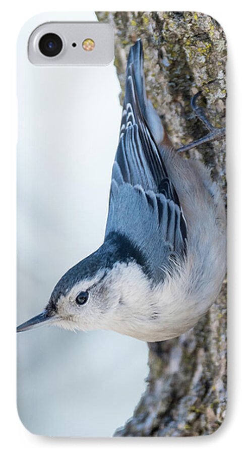Nuthatch iPhone 7 Case featuring the photograph The nut collector... by Ian Sempowski