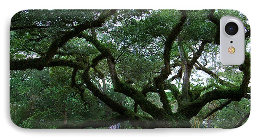 Oak Alley iPhone 7 Case featuring the photograph The Old Oak by Perry Webster