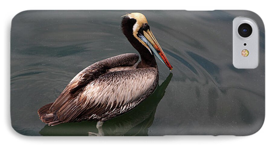 Pelican iPhone 7 Case featuring the photograph The Peruvian Pelican #2 by Aidan Moran