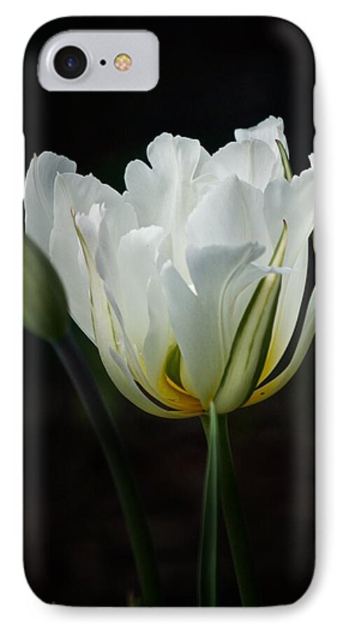 Tulip iPhone 7 Case featuring the photograph The White Tulip by Richard Cummings