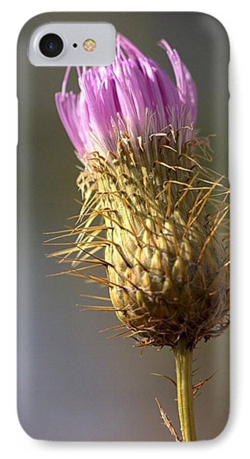 Columbia Md iPhone 7 Case featuring the photograph Thistle by Joseph Skompski