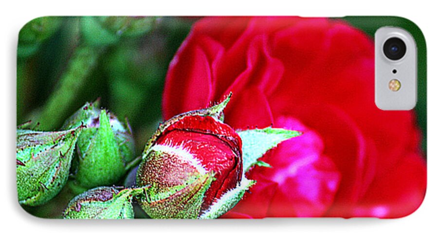 Rose iPhone 7 Case featuring the photograph Tiny Red Rosebuds by KayeCee Spain