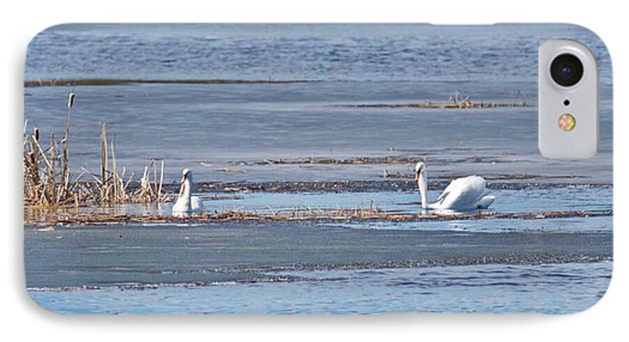 Swan iPhone 7 Case featuring the photograph Trumpeter Swans 0933 by Michael Peychich