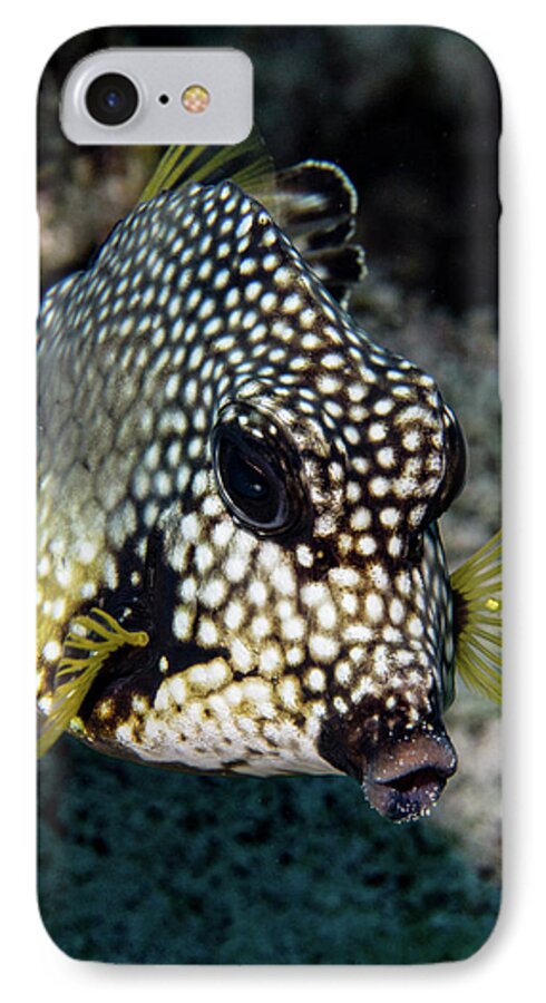 Jean Noren iPhone 7 Case featuring the photograph Trunkfish Portrait by Jean Noren