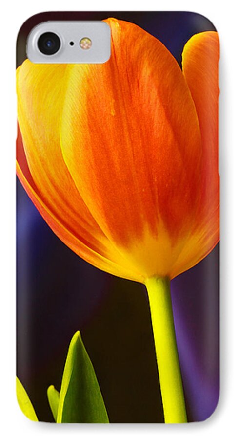 Tulip iPhone 7 Case featuring the photograph Tulip by Marlo Horne
