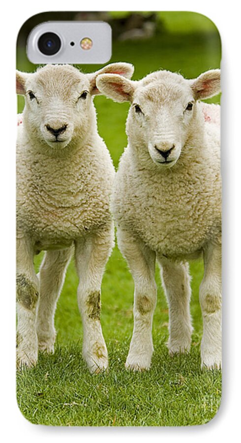 Agriculture iPhone 7 Case featuring the photograph Twin Lambs by Meirion Matthias