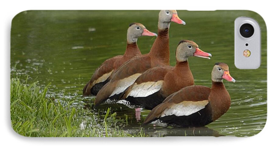 Duck iPhone 7 Case featuring the photograph Unexpected Visitors by Randy Bodkins