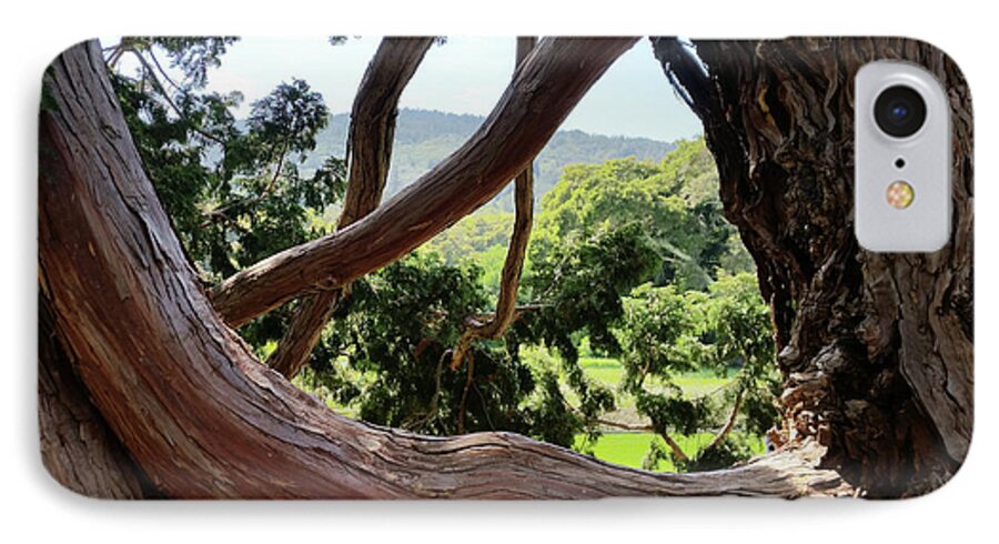 Filoli iPhone 7 Case featuring the photograph View through the Tree by Carol Lynn Coronios