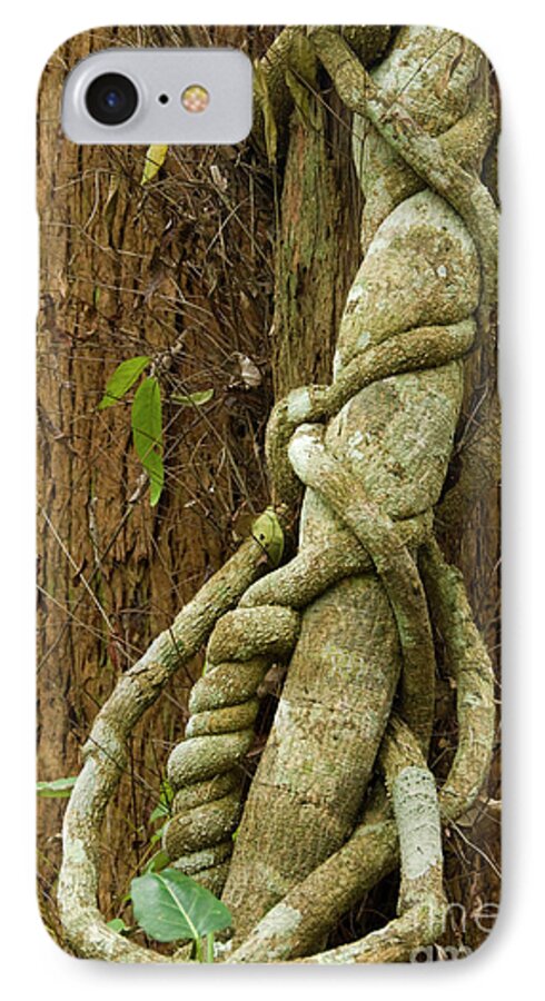 Tree iPhone 7 Case featuring the photograph Vine by Werner Padarin