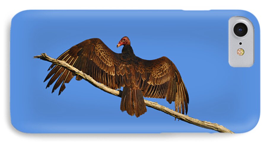 Vulture iPhone 7 Case featuring the photograph Vivid Vulture .png by Al Powell Photography USA