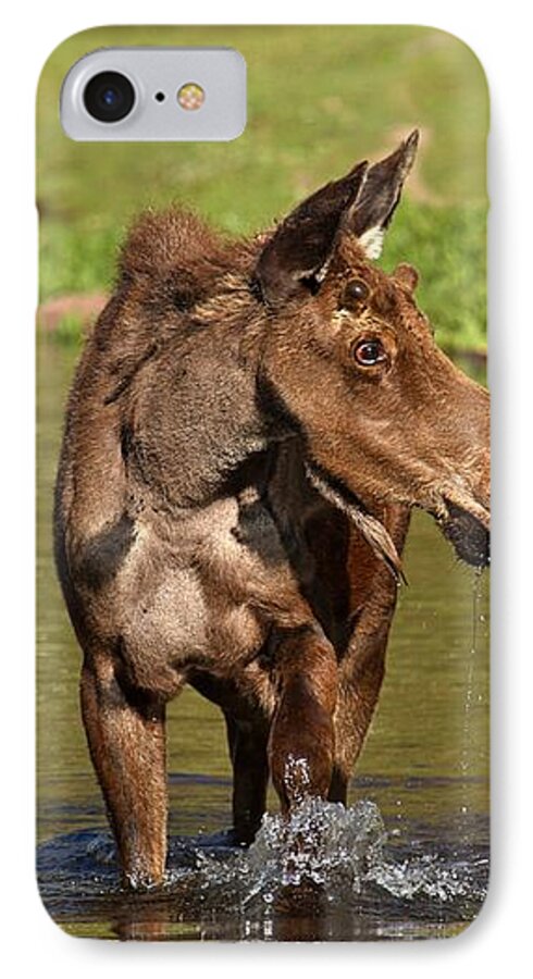 Moose In Water iPhone 7 Case featuring the photograph Wading In Maroon Lake by Adam Jewell