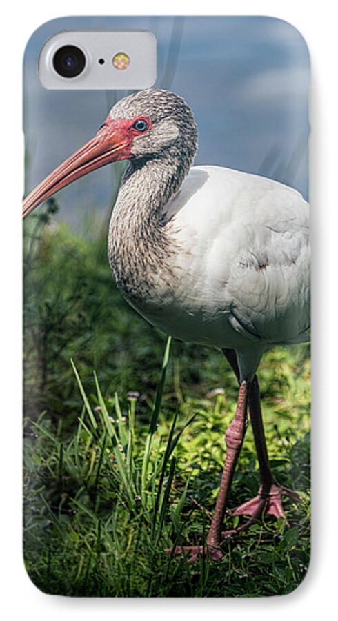 White Ibis iPhone 7 Case featuring the photograph Walk on the Wild Side by Saija Lehtonen