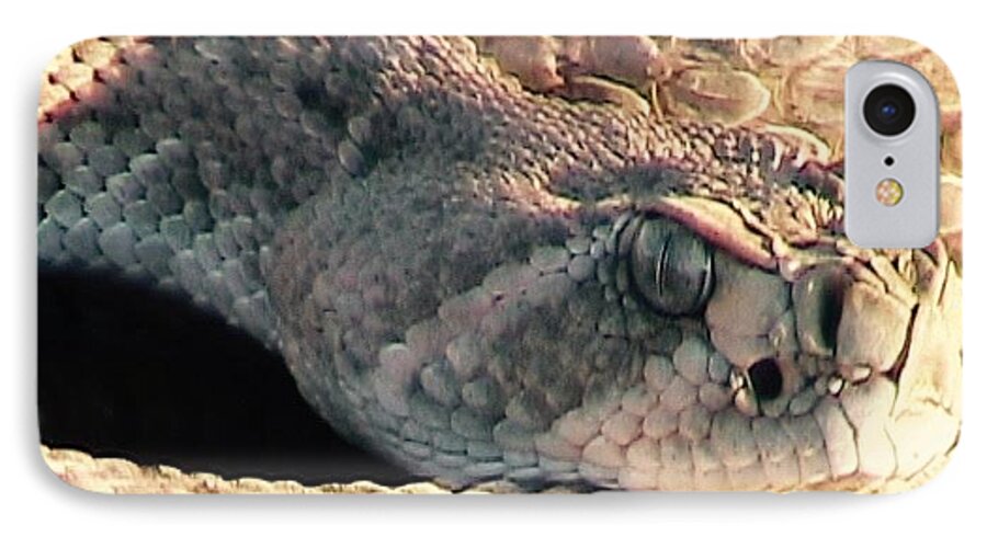  Rattlers iPhone 7 Case featuring the photograph Watch Out by Judy Kennedy